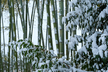 竹林の雪景色
