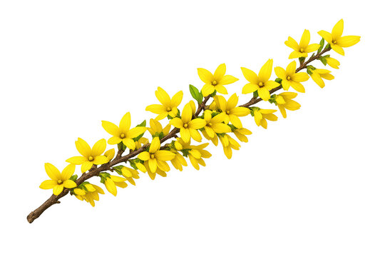 Forsythia branch displaying bursting yellow flowers in early spring, representing new beginnings and the arrival of blooming season