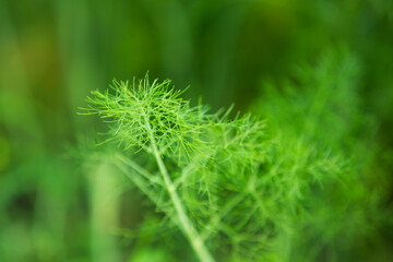 Close up of fresh dill in the garden. Selective focus.