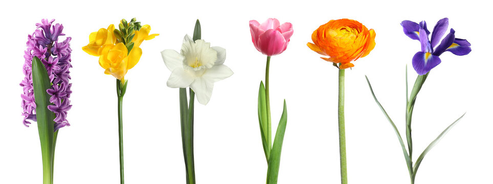 Beautiful bright spring flowers isolated on white, set