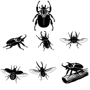 Goliath Beetle