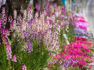 花壇に咲いた姫金魚草