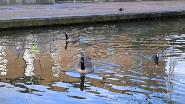 A group of Canada geese with their distinctive black heads and white cheek patches grazing on the green grass of a London public park during a calm winter afternoon