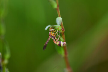 Yellow Poter wasp Perched on a Delicate Wildflower