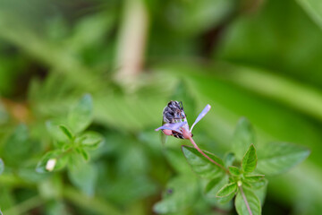 Honeybee collecting nectar from a delicate flower