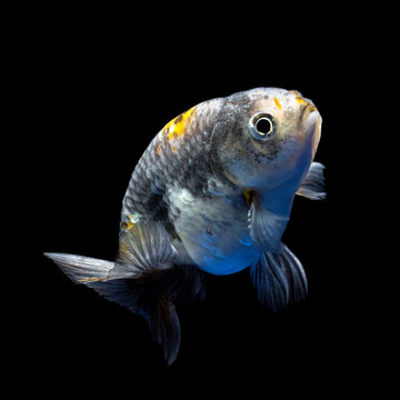 Beautiful calico Ranchu goldfish swimming against a solid black background