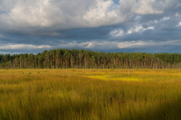 Fototapeta premium Walking route through the Sestroretskoye Boloto (Sestroretsk swamp) State Nature Reserve on a sunny summer day, Beloostrov, Saint Petersburg, Kurortny District, Russia