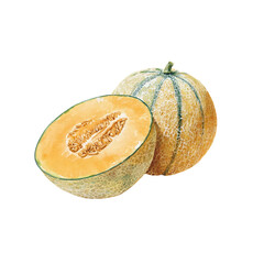  Cantaloupe Watercolor Illustration on a white background