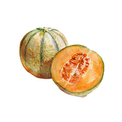Cantaloupe Watercolor Illustration on a white background