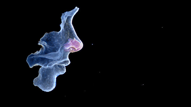 Amoeba in its microscopic form with unique features and colors 