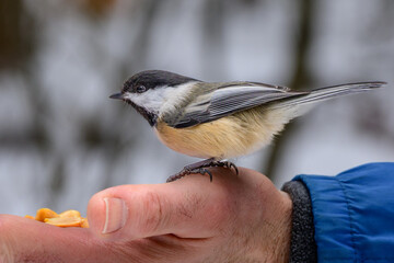 A black-capped chickadee perched on an open human hand holding peanuts against a blurred winter forest background. © Michael Connor Photo