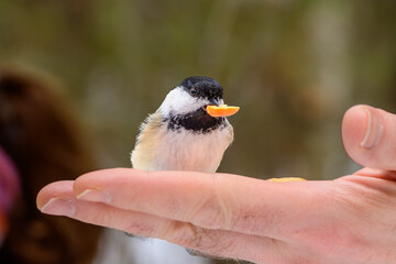 Close-up of a black-capped chickadee standing on a palm holding a peanut in its beak with soft focus trees behind. © Michael Connor Photo
