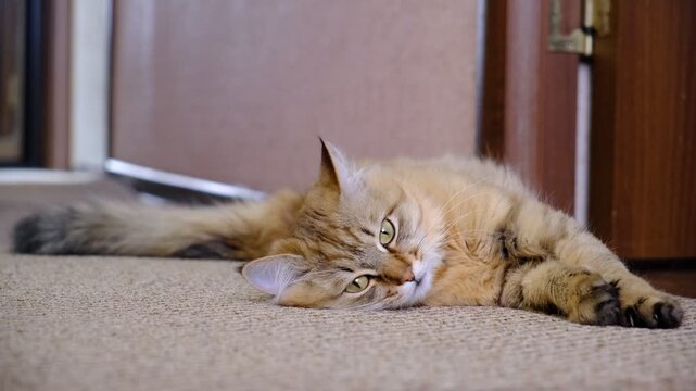 Tabby cat lay loose, lounging comfortably.  Relaxing on the  floor and looking squinting . funny beloved pets. Calmness