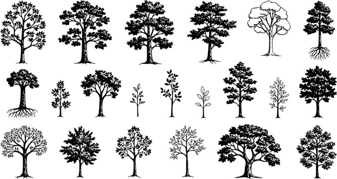 Detailed set of hand-drawn tree sketches, various botanical illustrations, silhouettes, and outlines of different types of trees and saplings, representing nature and forest elements.