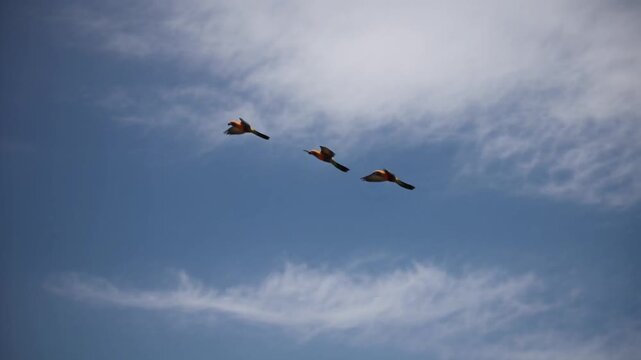 Three small birds in distinct formation elegantly soar across the bright blue daytime sky under wispy white clouds above.