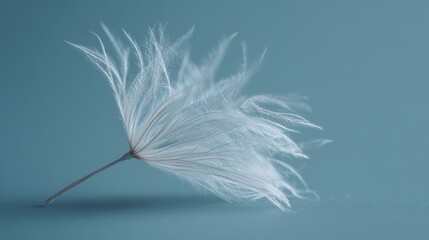 Delicate white dandelion seed head floats in soft blue