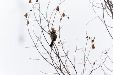 Black-capped Chickadee perched on bare branch with dried leaves against overcast sky © chuangxin