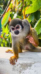 Obraz premium Squirrel Monkey