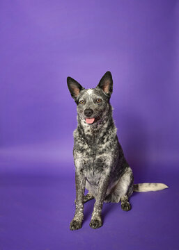 Portrait of a purebred blue heeler