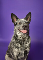 Portrait of a purebred blue heeler