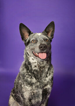 Portrait of a purebred blue heeler