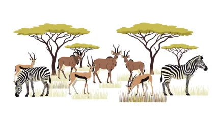 Fotobehang Zoo Digital illustration of zebras and antelopes grazing under acacia trees in a savannah with a white background.  © Langit