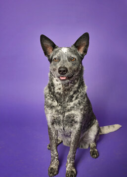 Portrait of a purebred blue heeler