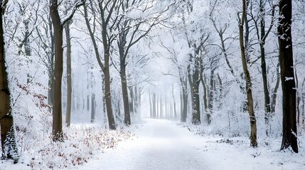 Fototapeta premium Snow-covered forest path in winter wonderland with frost-laden trees creating a serene and magical landscape.