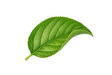 Fototapeta premium Green fresh cherry leaf showing vibrant natural detail and texture, symbolizing growth, environment, and organic new life. Transparent background