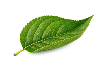 Green leaf isolated, fresh organic foliage on transparent background representing nature, growth, and ecology