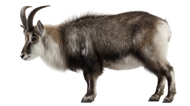 Japanese serow mountain goat, isolated on a white background