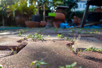 Garden walkway Background Textured