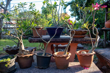 Garden walkway Background Textured