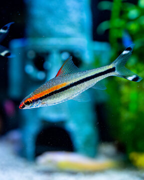 Vibrant Denison Barb or Torpedo Barb (Puntius denisonii) swimming in a decorated home aquarium