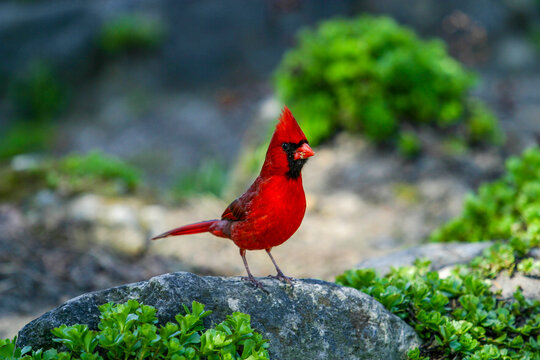 red cardinal bird