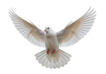 Fototapeta premium A majestic white dove in flight with wings spread wide isolated on transparent background