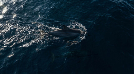 Obraz premium A lone dolphin gracefully swims in the vast, dark ocean, its wake creating ripples on the water's surface.