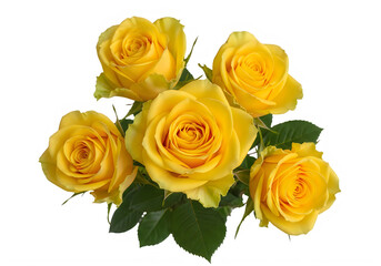 Obraz premium Bright yellow roses in full bloom with green leaves isolated on transparent background