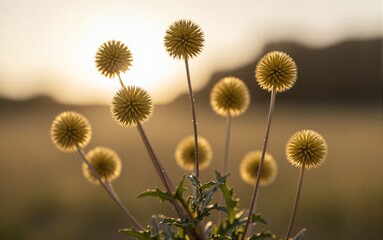 Obraz premium Golden thistle blooms sway gently in soft sunlight natures delicate