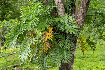 Philodendron bipinnatifidum leaves growing as an epiphyte on a tree trunk in Nova Esperanca do Sudoeste Brazil © Joao Vieira
