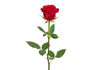 Fototapeta premium Single red rose with green leaves isolated on transparent background