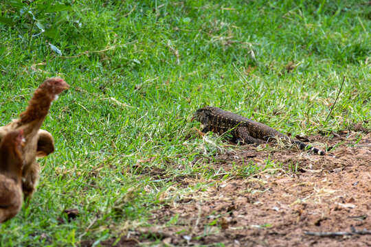 Argentine black and white tegu lizard exploring the grass near chickens in Florestopolis Parana Brazil