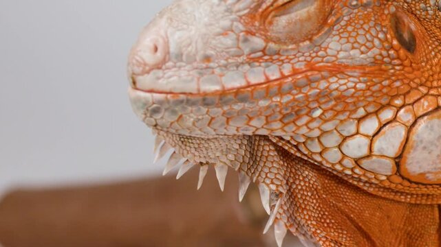 Macro Close Up of a Calm Orange Iguana Head and Neck