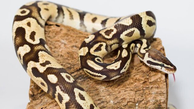 Close Up Ball Python Coiled on Wood with Tongue Flicking