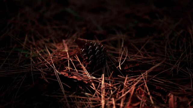 A pinecone resting on dried grass