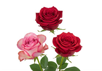 Fototapeta premium Vibrant roses in full bloom with green leaves isolated on transparent background