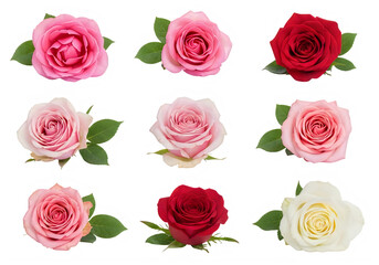 A beautiful assortment of colorful roses in full bloom with green leaves isolated on transparent background