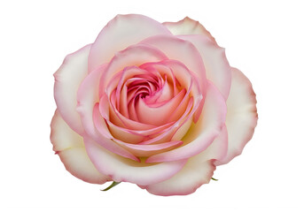 Delicate pink rose in full bloom with soft, velvety petals isolated on transparent background