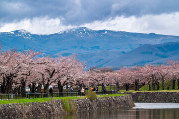 Full bloom Japanes Cherry blossoms in Goryokaku Castle or Hakodate Castle under a blue sky over a sunny rural meadow