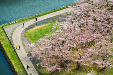 Full bloom Japanes Cherry blossoms in Goryokaku Castle or Hakodate Castle under a blue sky over a sunny rural meadow
